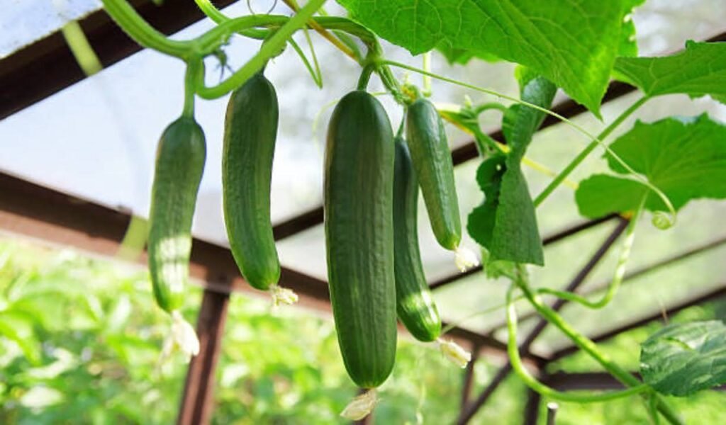 Diva Cucumber Plants - The Sweet & Seedless Favorite