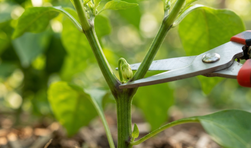 Removing the first flower bud, known as the king bud, from a young pepper plant to encourage stronger growth.