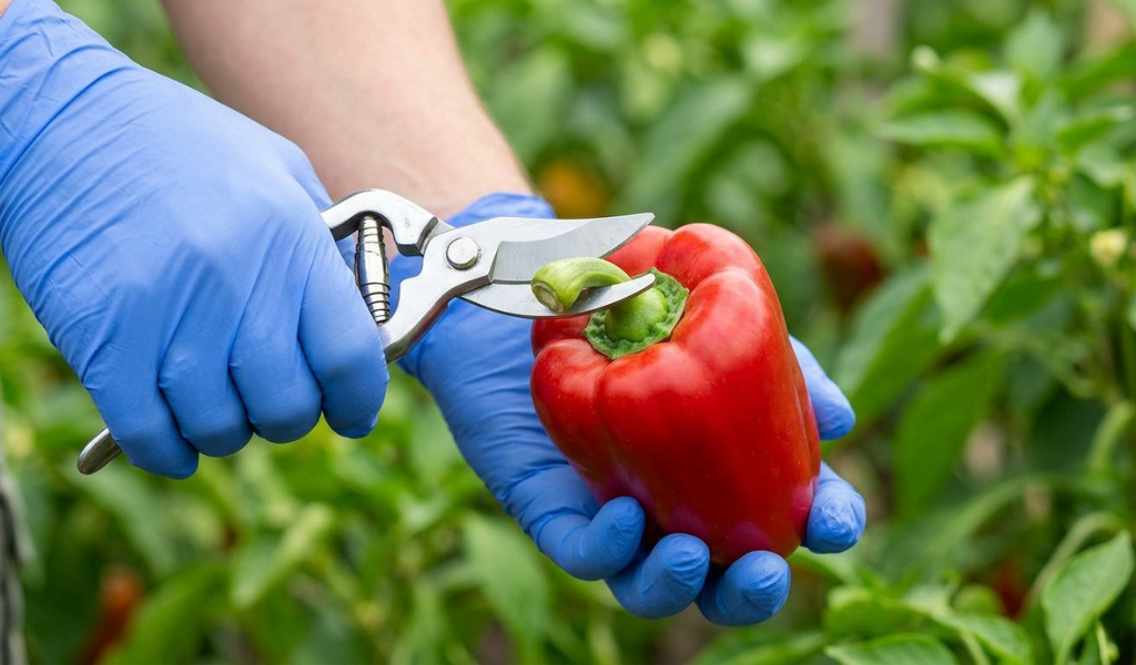 A close-up of a gardener using sharp, clean shears to cut a red bell pepper stem, demonstrating the correct harvest technique.