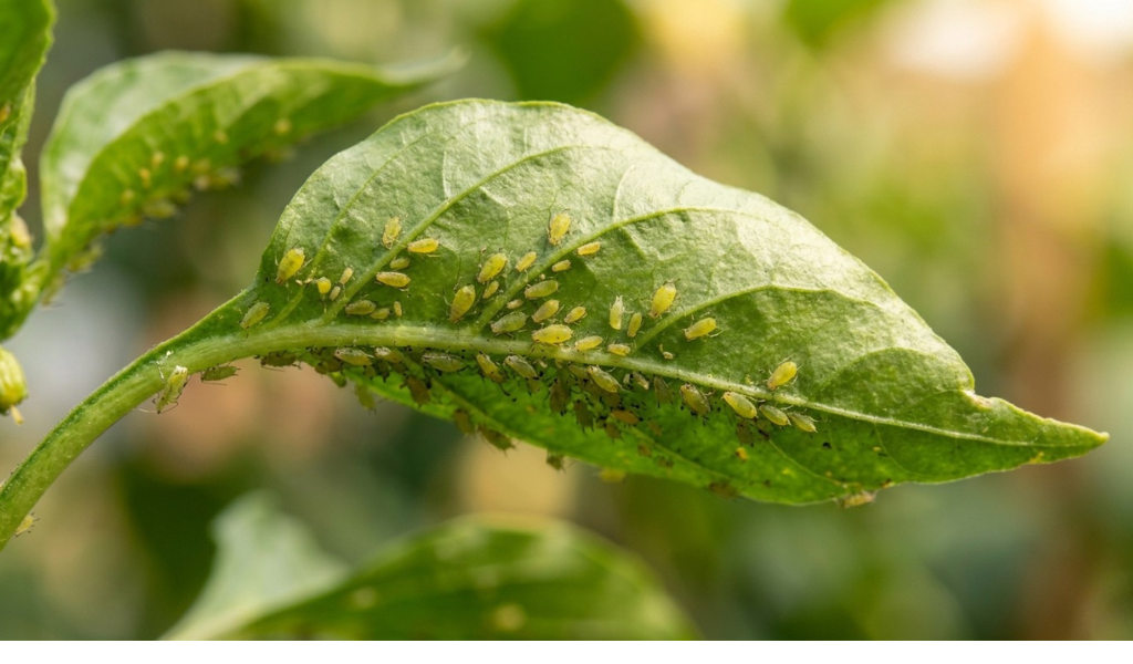 A detailed macro photograph capturing a dense cluster of tiny green and yellowish aphids feeding on the vulnerable underside of a curved pepper plant leaf, showing the soft-bodied insects clearly against the leaf veins.