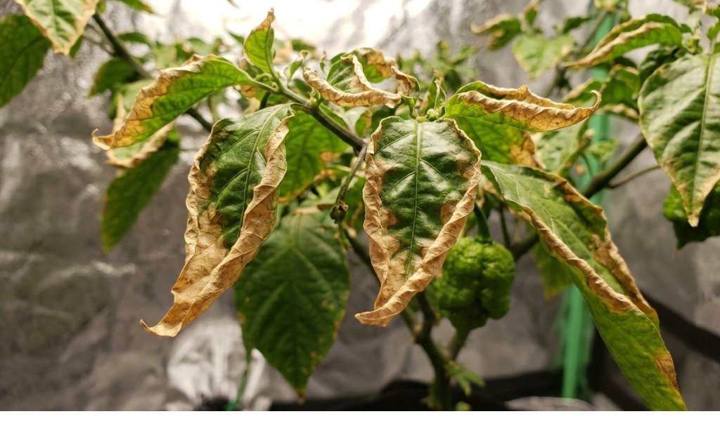 Macro close-up showing dry brown leaf margins and curling foliage on a Carolina Reaper pepper plant from excess fertilizer.