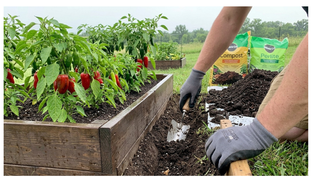 An action shot of a gardener using a small trowel to dig a narrow drainage trench around a raised wooden garden bed, which holds healthy, vibrant green pepper plants. This practical visual demonstrates the proactive steps needed to manage water runoff and improve drainage in heavy soil during wet weather.