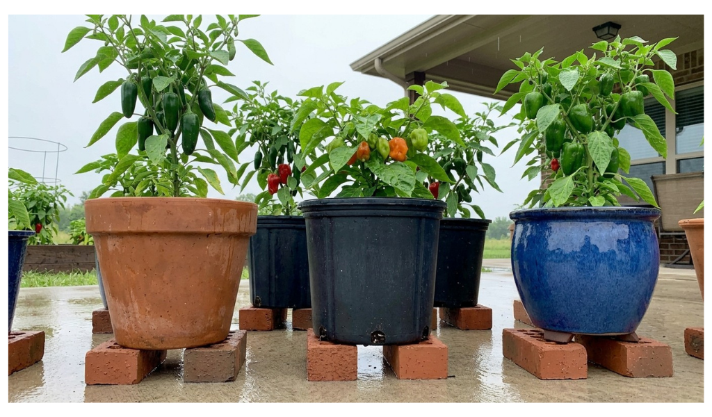 A photograph of a wet patio scene featuring various healthy pepper plants growing in terracotta, ceramic, and plastic pots. Each pot is correctly elevated using red bricks or specific pot feet, raising them off the damp concrete surface to ensure free water drainage. The soft, diffused overcast lighting highlights the practical setup for optimizing drainage during the rainy season.