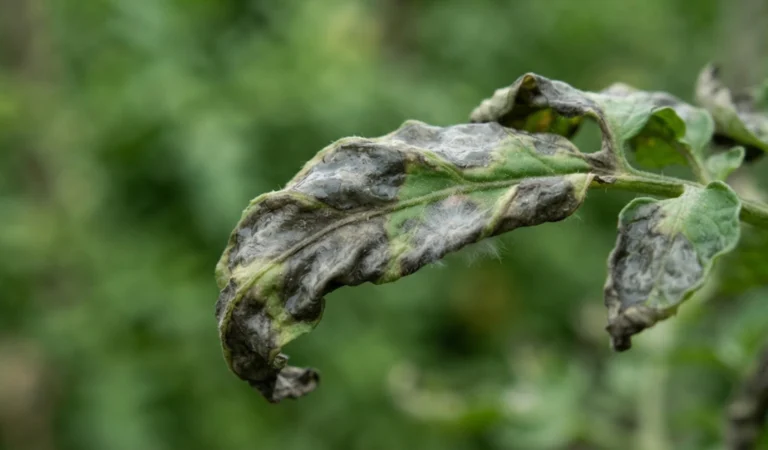 How to Identify and Treat Tomato Blight in Your Garden: Tips and Best Practices