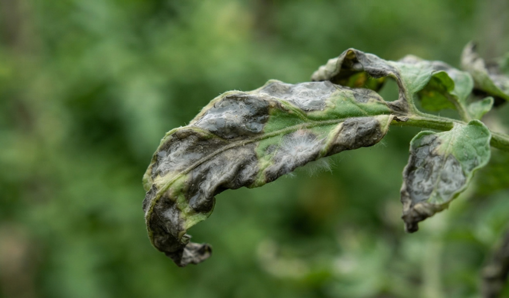 How to Identify and Treat Tomato Blight in Your Garden: Tips and Best Practices
