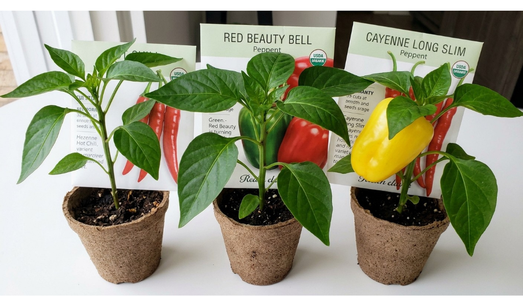 Close-up photo comparing three healthy pepper transplants in peat pots with their respective seed packets, illustrating different varieties before planting.