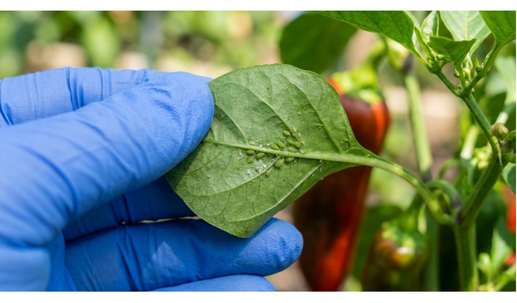 A macro photograph of a gloved gardener's hand gently lifting a healthy pepper leaf to inspect the underside, revealing tiny green aphids and sticky honeydew clustered near the vein.