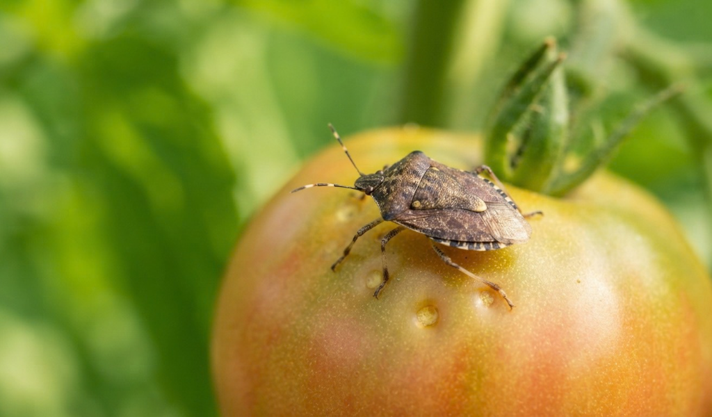 How to Get Rid of Stink Bugs on Tomatoes in Your Garden
